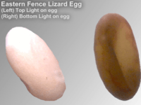 EasternFenceLizard Egg