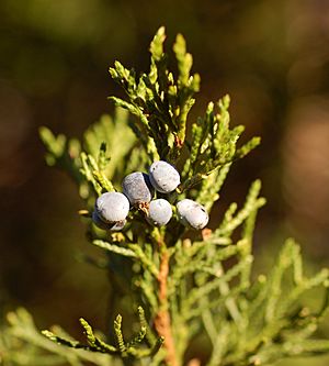 Eastern Redcedar Juniperus virginiana 'Corcorcor' Berries 1800px