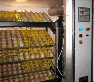 Egg incubator