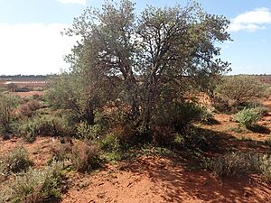 Eremophila miniata 9habit)