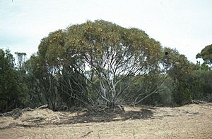 Eucalyptus deflexa habit.jpg