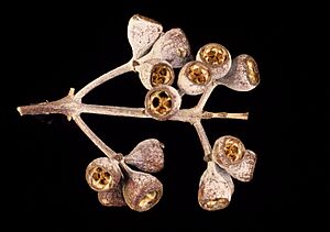 Eucalyptus melanophloia fruit