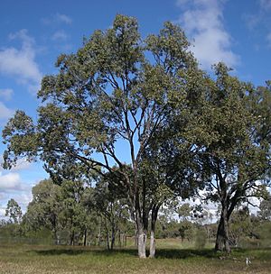 Eucalyptus populnea tree