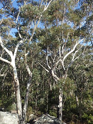 Eucalyptus pyrocarpa habit.jpg