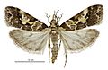 Eudonia characta male