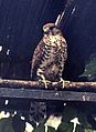 Falco punctatus