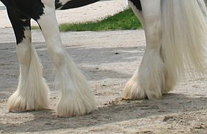 Feather on Horse's Lower Leg