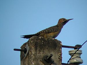 Fernandinas Flicker (Colaptes fernandinae).jpg