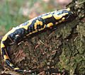 Feuersalamander schlafend1
