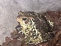 Fluvarium American toad