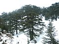 Forest of The cedars of God