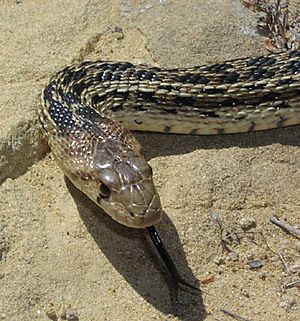 Gopher snake1.jpg