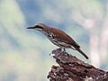 Grand Rhabdornis (cropped)