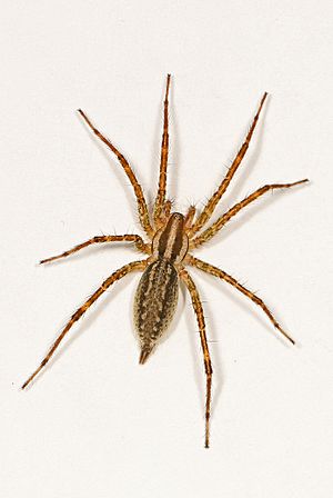 Grass Spider - Agelenopsis species possibly pennsylvanica?, Vernon, British Columbia.jpg