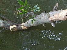 Green Ash Felled by Beaver in Galien River 2011
