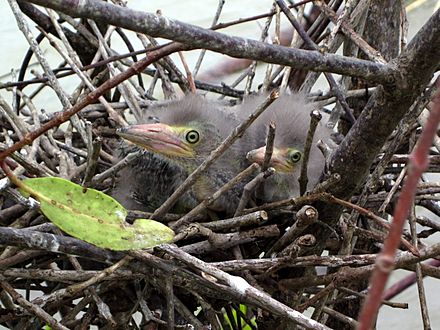Green Heron nestlings