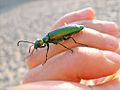 Green insect on hand