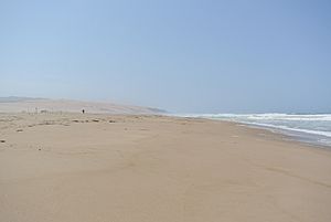 Guadalupe Dunes County Park beach