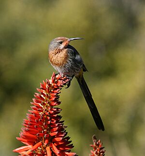 Gurney's Sugarbird (Promerops gurneyi).jpg