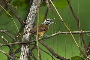 Happy Wren - Oaxaca - Mexico S4E8421 (16982140919).jpg