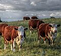 Herefordshire Cattle in Hartlebury