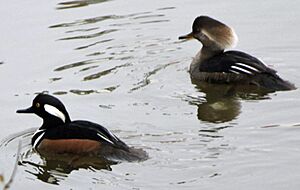 Hooded Merganser at Martinez Beaver Dam Annabelle Lee 12-23-2010 cropped