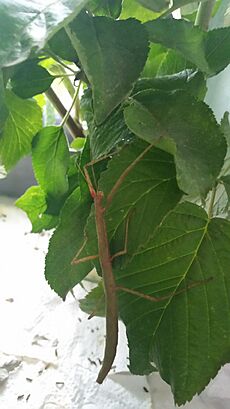 Indische Stabschrecke auf einem Himbeerblatt im Terrarium