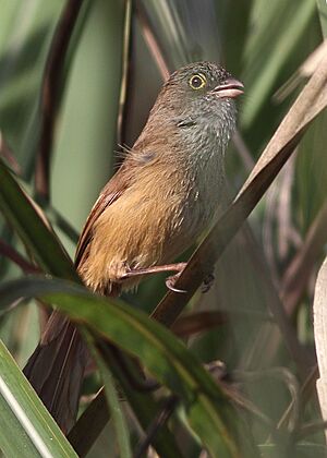 Jerdon's Babbler Roing Grassland Arunachal Pradesh India April 2019.jpg