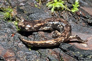 Juvenile Wandering Salamander (Aneides vagrans)