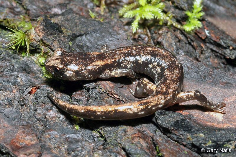 Juvenile Wandering Salamander (Aneides vagrans)