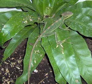 Laemanctus longipes on leaf