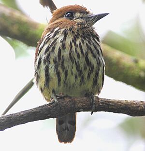 Lanceolated Monklet (Micromonacha lanceolata).jpg