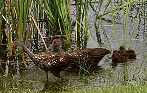 Limpkin Family looking for snails