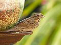 Lincoln's Sparrow at bird feeder