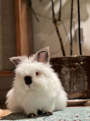 Lionhead Rabbit with black nose