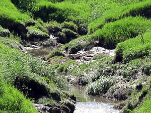 Little Salt Creek tributary (salt marshes), Lincoln, Nebraska, USA