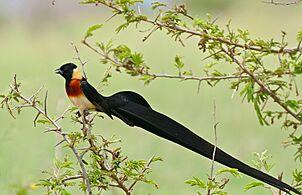 Long-tailed Paradise Whydah (Vidua paradisaea) (17329851342)