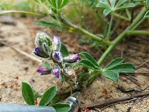 Flowering Lupinus nipomensis in its extant population - Photo provided by Justin Luong