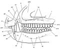 Lycorhinus skull diagram