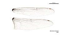 Macromia viridescens male wings (34249031553)