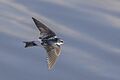 Mangrove swallow (Tachycineta albilinea) in flight Peten 3