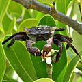 Mangrove tree crab, Aratus pisonii
