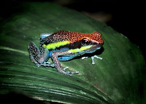 ManuPoisonFrog.jpg