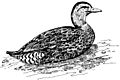 Marianas mallard