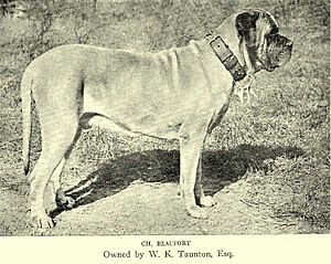 Mastiff Champion Beaufort