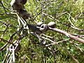 Melaleuca fulgens (fruits)