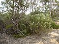 Melaleuca hnatiukii (habit)