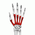 Metacarpal bones (left hand) - animation01
