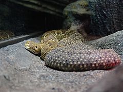 Mexican West Coast Rattlesnake 01