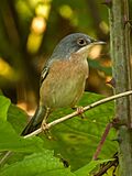 Moltoni's Warbler - Castelletto Merli - Italy (42866907560).jpg